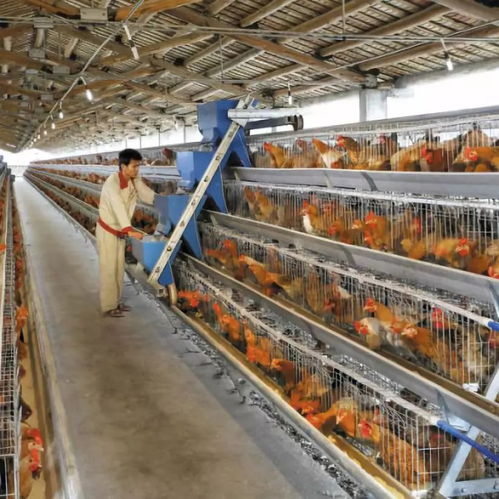 黃杏彪 用心智造，推動雞群智能化飼養設備與外圍設備制造